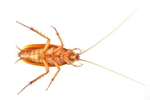 Dead cockroach lying on its back isolated on white background. Stock Photos