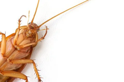 Dead cockroach lying on its back with white blank space background. Stock Photos