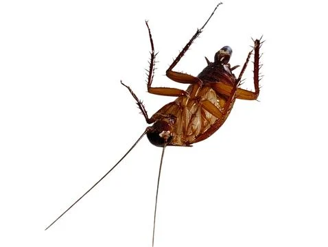 Dead cockroach lying on its back isolated on a white background. Stockfoto's