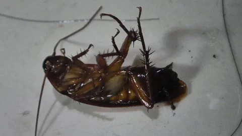 Dead cockroach lying upside down Vídeo Stock 344728811