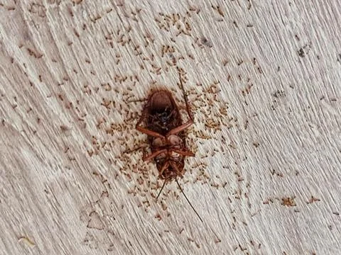 Dead cockroach is lying upside down surrounded by tiny brown ants on a textur Stock Photos