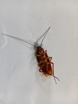 Dead Cockroach Lying Upside Down on White Background Stock Photos