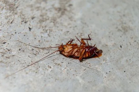 Dead cockroach lying upside down on concrete floor close up Stock Photos