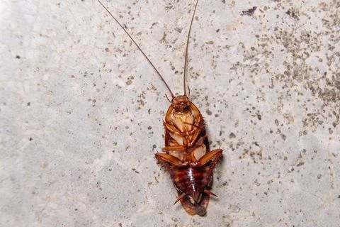 Dead cockroach lying upside down on concrete floor close up Photos