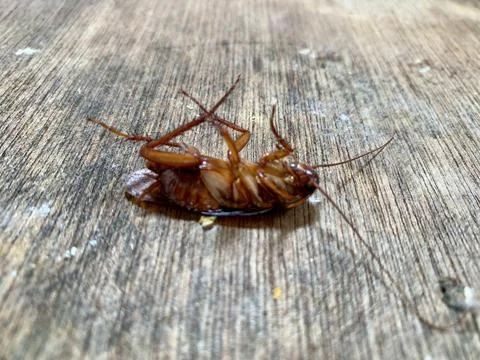 Dead Cockroach Lying Upside Down on Weathered Wood Jakarta Stock Photos