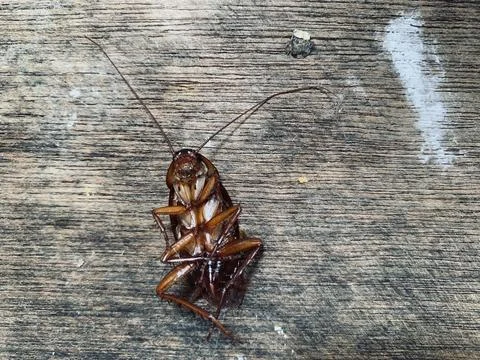 Dead Cockroach Lying Upside Down on Weathered Wood Jakarta Фото