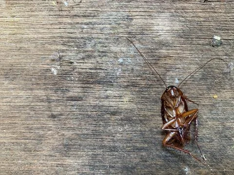 Dead Cockroach Lying Upside Down on Weathered Wood Jakarta Stock Photos