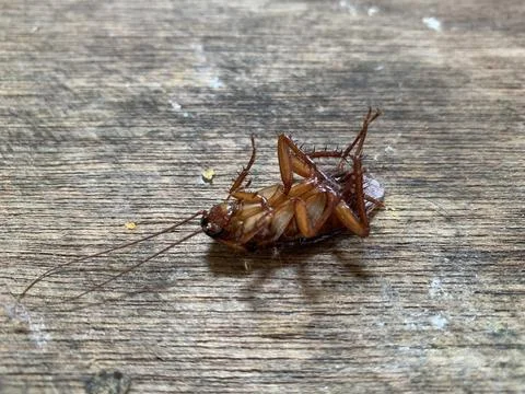 Dead Cockroach Lying Upside Down on Weathered Wood Jakarta Stock Photos