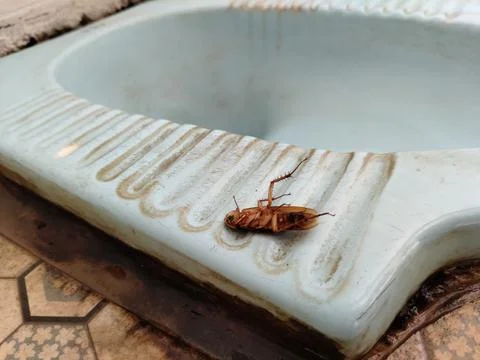 A dead cockroach lying upside down on the edge of a blue squat toilet in a bathr 库存照片