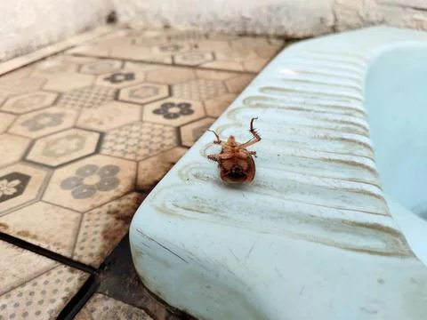 A dead cockroach lying upside down on the edge of a blue squat toilet in a bathr Stock-Fotos