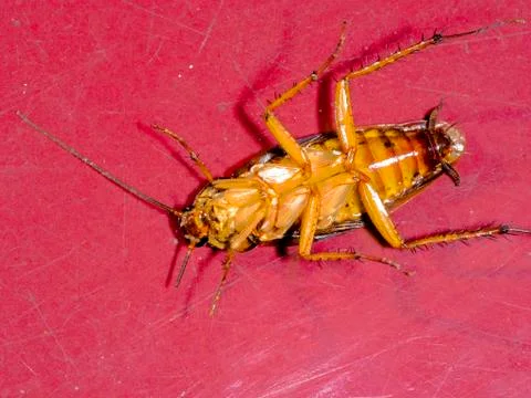 Dead cockroach on old red tile in kitchen Stock Photos