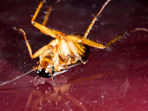 Dead cockroach on old red tile in kitchen Stock Photos