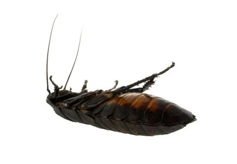 Dead cockroach Stock Photos