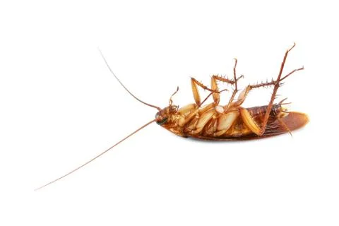 Dead cockroach Stock Photos