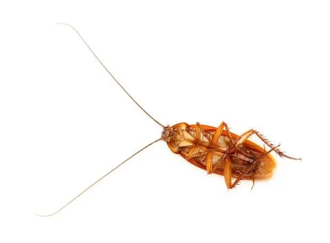 Dead cockroach Stock Photos