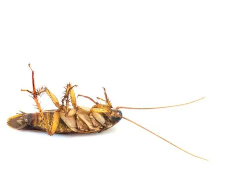 Dead cockroach Stock Photos