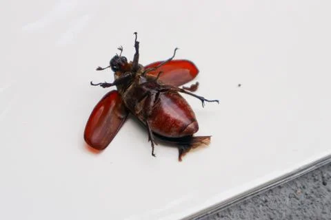 Dead cockroach Stock Photos