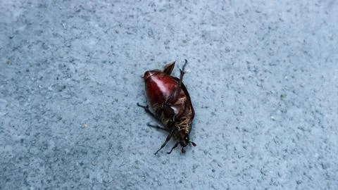 Dead cockroach Stock Photos