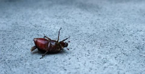 Dead cockroach Stock Photos