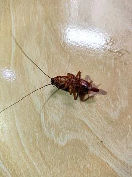 Dead cockroach Stock Photos