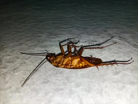 Dead cockroach Stock Photos