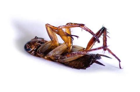 Dead cockroach roach Stock Photos