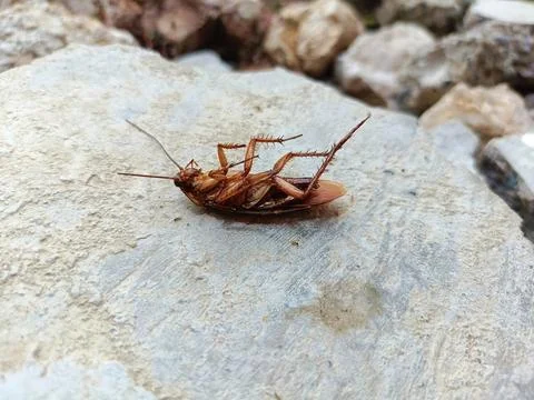 A dead cockroach on a rock Foto stock