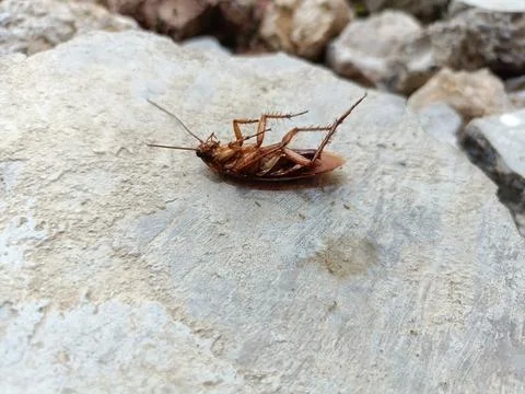 A dead cockroach on a rock Stock Photos