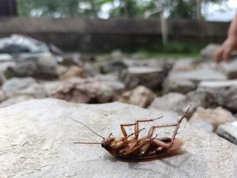 A dead cockroach on a rock Stock Photos