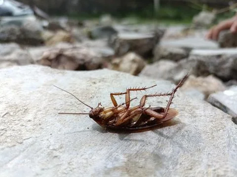 A dead cockroach on a rock Stock Photos