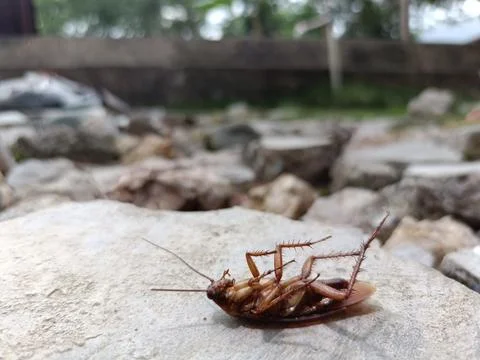 A dead cockroach on a rock Stock Photos