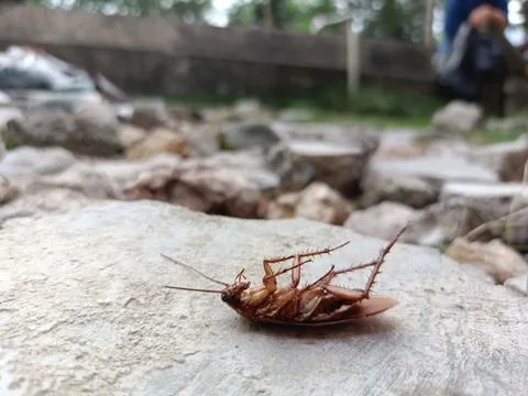 A dead cockroach on a rock Stock Photos