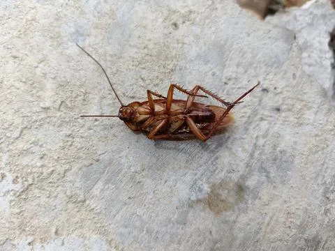A dead cockroach on a rock Stock Photos