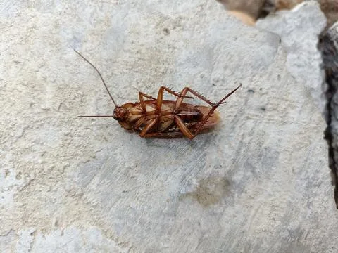 A dead cockroach on a rock Stock Photos