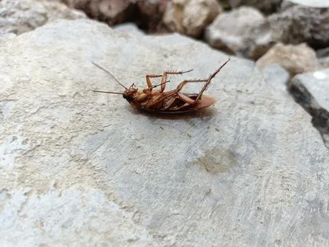 A dead cockroach on a rock Stock Photos