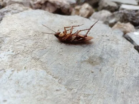 A dead cockroach on a rock Stock Photos