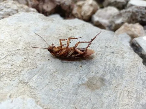 A dead cockroach on a rock Stock Photos