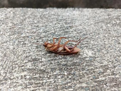 A dead cockroach on a rock Stock Photos
