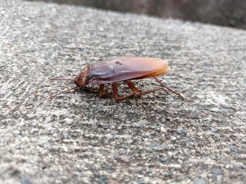 A dead cockroach on a rock Stock Photos