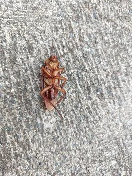 A dead cockroach on a rock Stock Photos