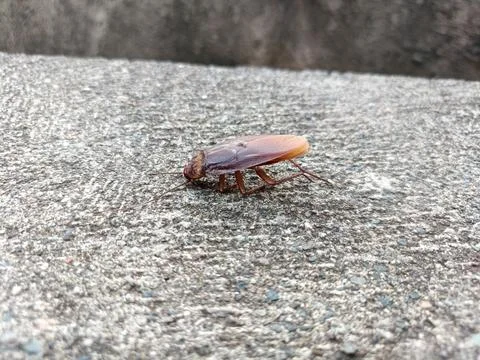 A dead cockroach on a rock Stock Photos
