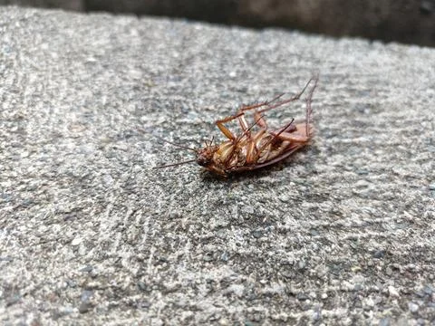 A dead cockroach on a rock Foto stock