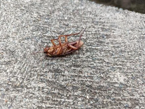 A dead cockroach on a rock Stock Photos
