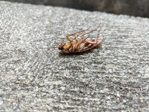 A dead cockroach on a rock Stock Photos