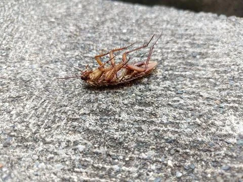 A dead cockroach on a rock Stock Photos