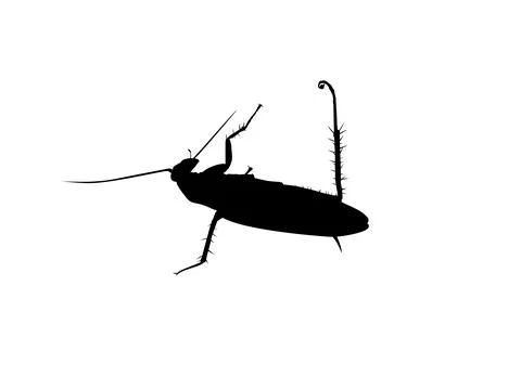 Dead Cockroach silhouette isolated, oval-shaped insect with long antennae Ilustración de archivo