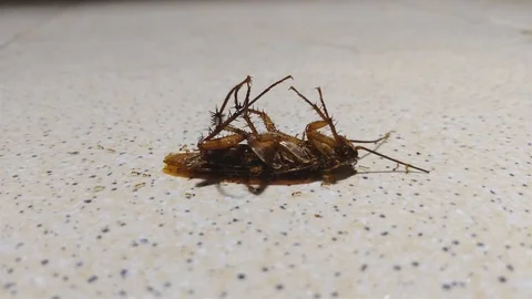 Dead cockroach supine upside down Stock Footage 93754370