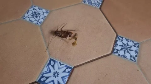 Dead Cockroach Surrounded by Ants on Brown Floor Stock Footage 314203229
