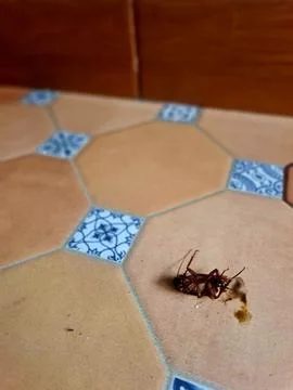 Dead Cockroach Surrounded by Ants on Brown Floor Stock Photos