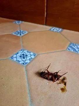 Dead Cockroach Surrounded by Ants on Brown Floor Stock Photos
